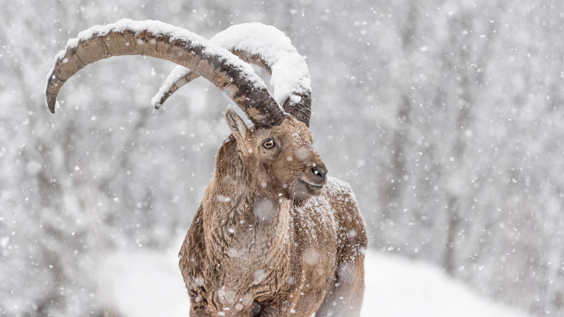 Stambecco sotto una forte nevicata, Alpi, Italia