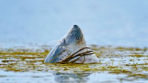 艾莱岛附近的一只港海豹，英国 (© Laurie Campbell/Minden Pictures)(Bing China)
