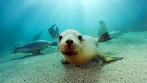 南澳大利亚霍普金斯岛浅滩，玩耍中的澳洲海狮 (© Michael Patrick O'Neill/Photo Researchers/Getty Images)(Bing China)