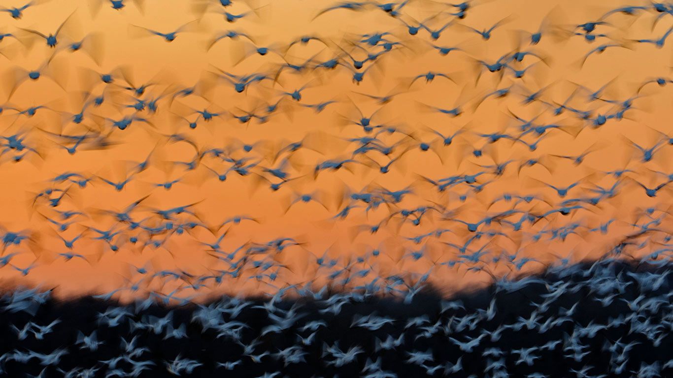 Greater snow geese at Montezuma National Wildlife Refuge, New York
