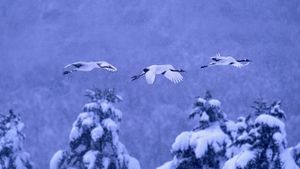 Red-crowned cranes in Akan National Park, Hokkaido, Japan (© Vincent Munier/Minden Pictures)(Bing New Zealand)
