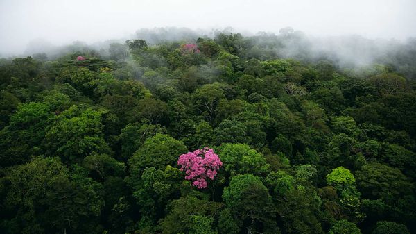 Lapacho ou arbre sacré des Incas, montagne de Kaw, Guyane française