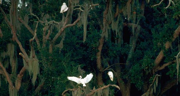 White egrets perch on a live oak tree in Bayou Grand Caillou, Dulac, Louisiana