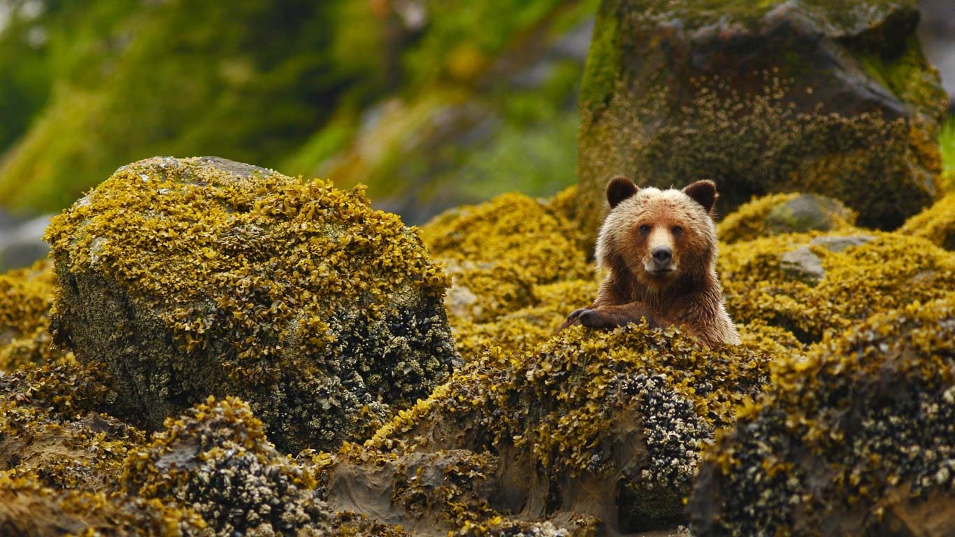 A grizzly in the Great Bear Rainforest, British Columbia, Canada