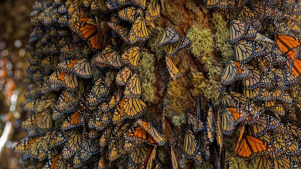 Monarch butterflies wintering in Michoacán, Mexico