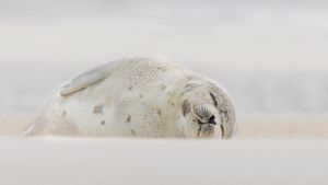 睡在海滩上的竖琴海豹，纽约长岛 (© Vicki Jauron, Babylon and Beyond Photography/Getty Images)(Bing China)