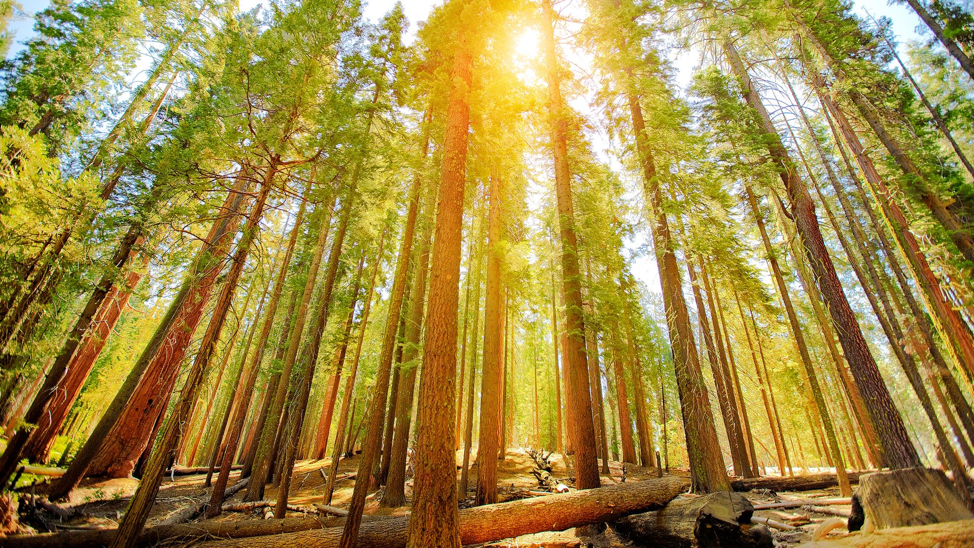 Mariposa Grove in Yosemite National Park, California, USA