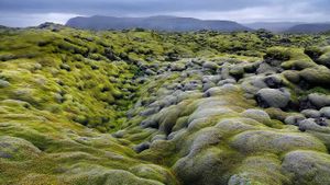 Eldhraun lava field in the Laki fissure system, Iceland (© Hans Strand/Corbis)(Bing United States)
