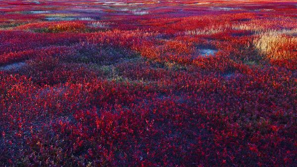 Lowbush blueberry barrens near Meddybemps, Maine