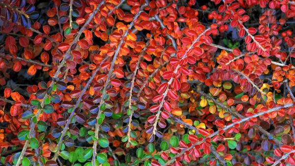 Fall-colored leaves of cotoneaster plant