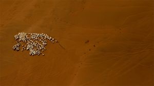 Troupeau de moutons dans le désert de Gobi (© Patrick Baz/Getty Images)(Bing France)