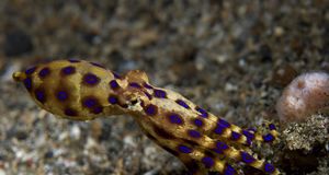 Blue-ringed Octopus in the Lembeh Straits, Sulawesi Island, Indonesia -- Peter Arnold Images/Photolibrary Nachos Calonge/Photolibrary &copy; (Bing Australia)