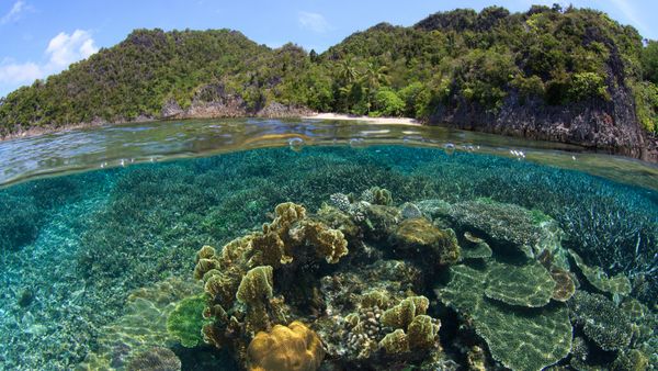Coral reef and beach in Raja Ampat, Indonesia