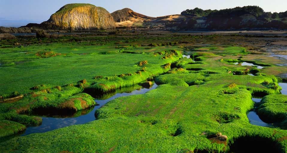 Seaweed covers sandstone formations at low tide below Elephant Rock at Seal Rock State Park, Oregon