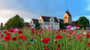 赖兴瑙岛上的圣玛丽圣马古斯教堂，德国巴登-符腾堡州 (© Westend61/Getty Images)(Bing China)