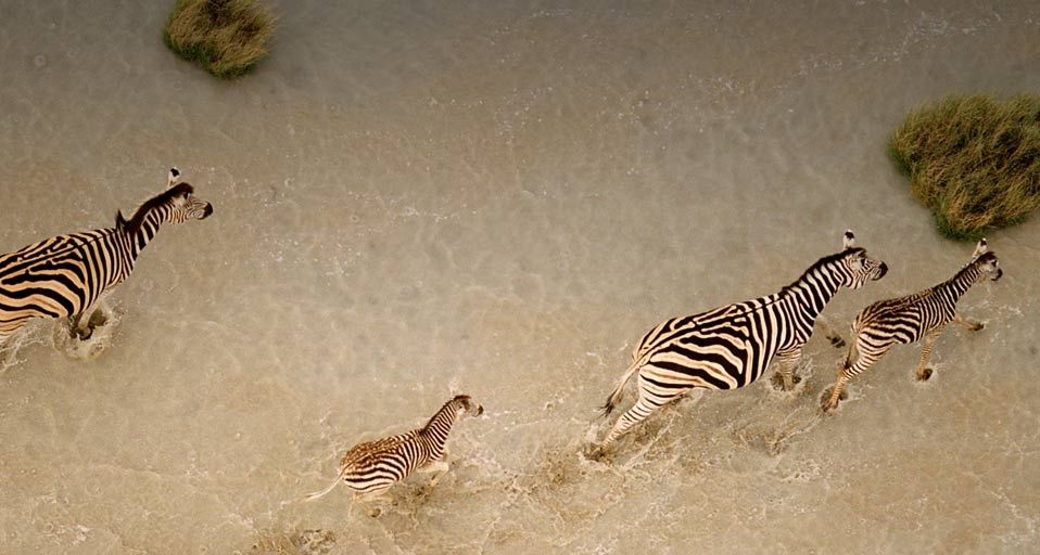 Zebras