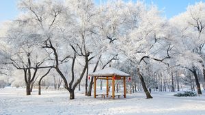 美丽的雾凇景色，大庆市，黑龙江省，中国 (© Dashu Xinganling/shutterstock)(Bing China)