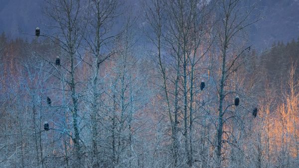 Group of bald eagles in Alaska, USA