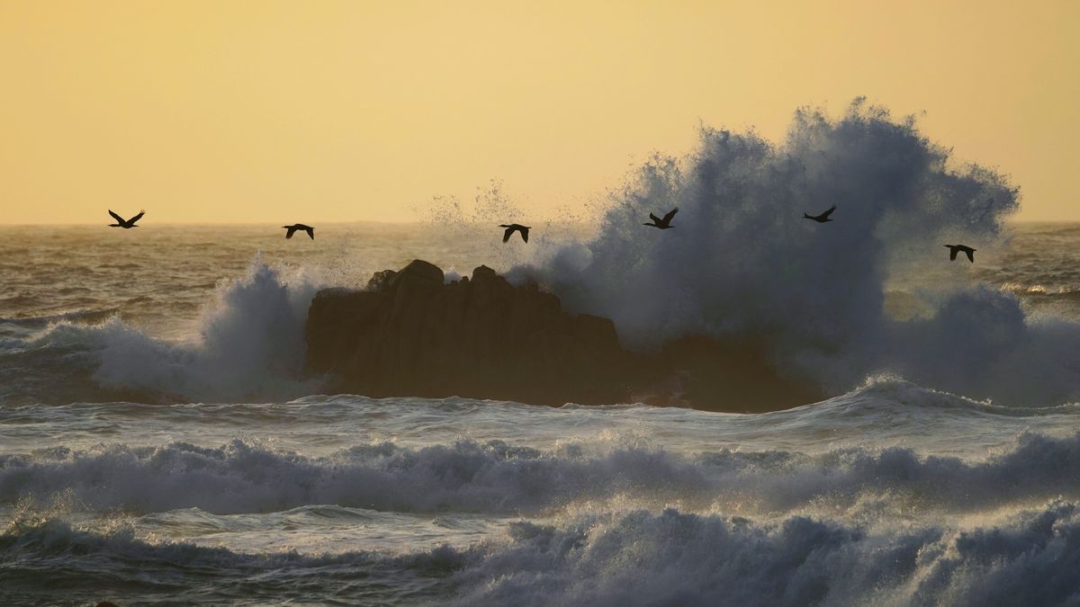 Double-crested cormorants over Monterey Bay, California