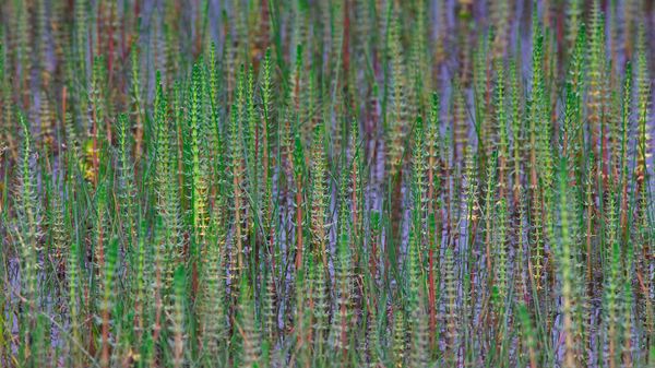 Common mare's tail growing on the Tibetan Plateau, China