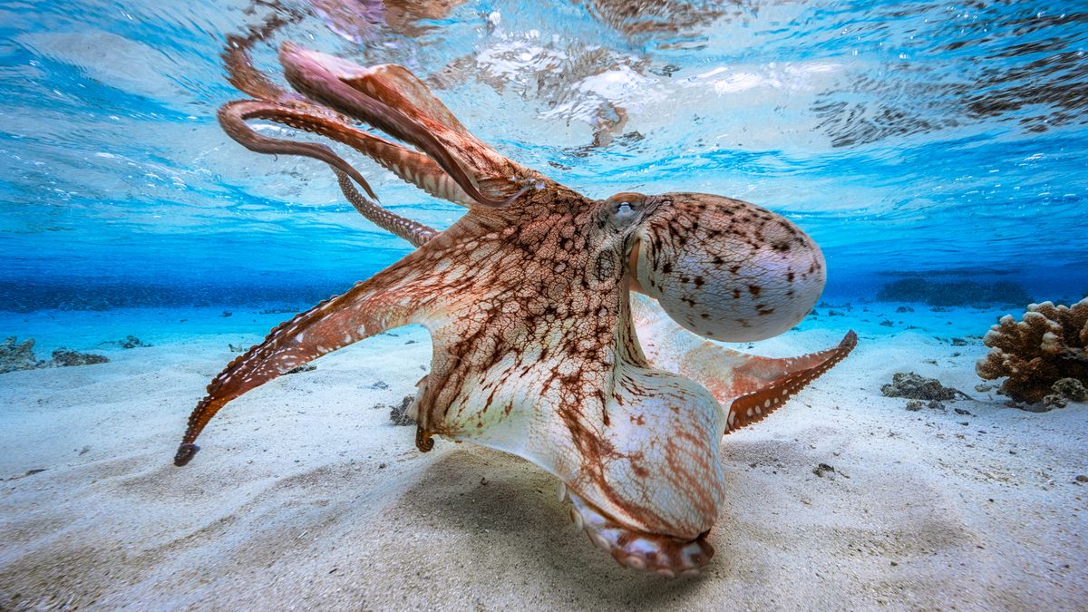 Octopus in defensive posture, Mayotte, Indian Ocean