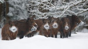 Wild boar herd, Alam-Pedja Nature Reserve, Estonia (© Wild Wonders of Europe/Zacek/Minden Pictures)(Bing New Zealand)