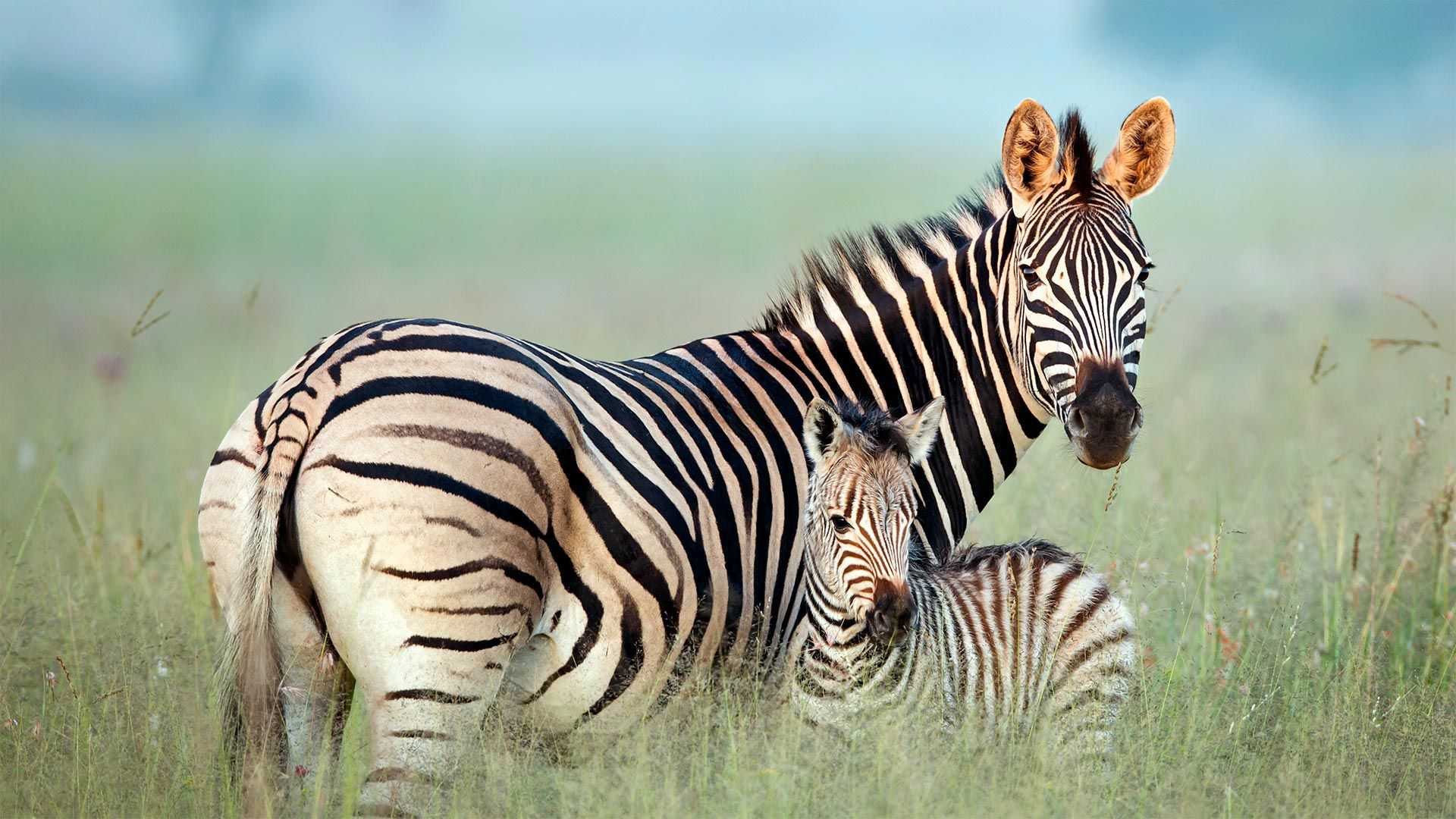 Burchell\'s zebra mother and foal in Rietvlei Nature Reserve, South Africa