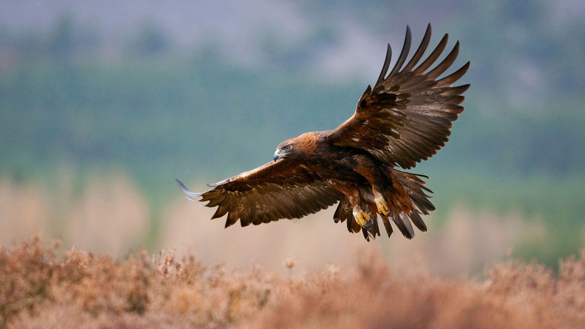 Golden eagle flying over a field, Glenfeshie