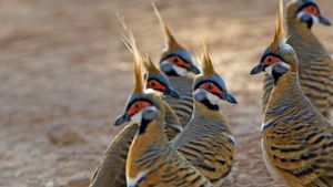 Spinifex pigeons at Purnululu National Park, Western Australia (© Auscape/Universal Images Group/Getty Images)(Bing Australia)