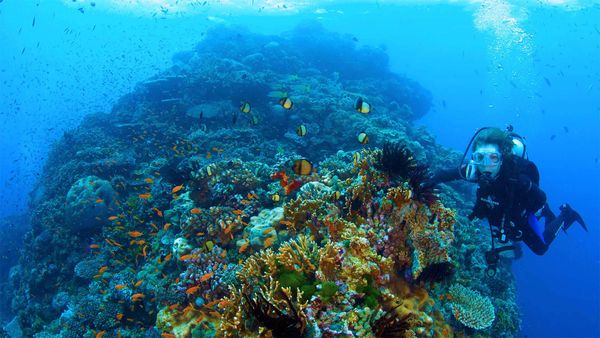 Dr Sylvia Earle explores the Great Barrier Reef in a scene from Mission Blue