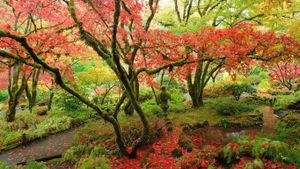 Japanese maples in national historical site Butchart Gardens, Vancouver Island, British Columbia, Canada (© 2009fotofriends/Shutterstock)(Bing Canada)