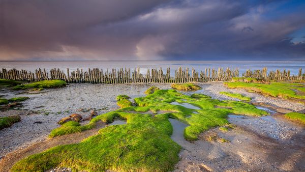 Costa del Mare dei Wadden, vicino a Moddergat, Frisia, Paesi Bassi