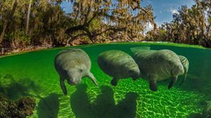 蓝色温泉州立公园内的海牛，美国佛罗里达州 (© Paul Nicklen/Getty Images)(Bing China)