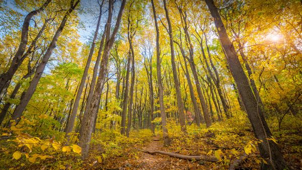 Fall colors in Shenandoah National Park, Virginia