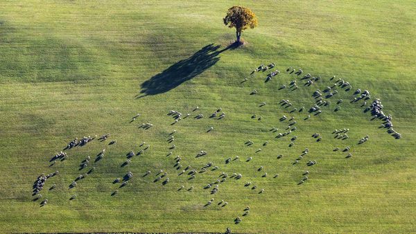Sheep grazing near Ennabeuren, Heroldstatt, Baden-Wuerttemberg, Germany