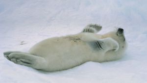 加拿大圣劳伦斯湾的竖琴海豹宝宝 (© Mitsuaki Iwago/Corbis)(Bing China)