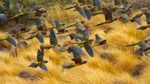 拉斯拉哈斯的穴居鹦鹉，阿根廷 (© Cagan Hakki Sekercioglu/Getty Images)(Bing China)