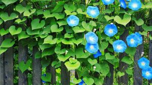 早朝に開花する美しいアサガオ (© borchee/Getty Images)(Bing Japan)