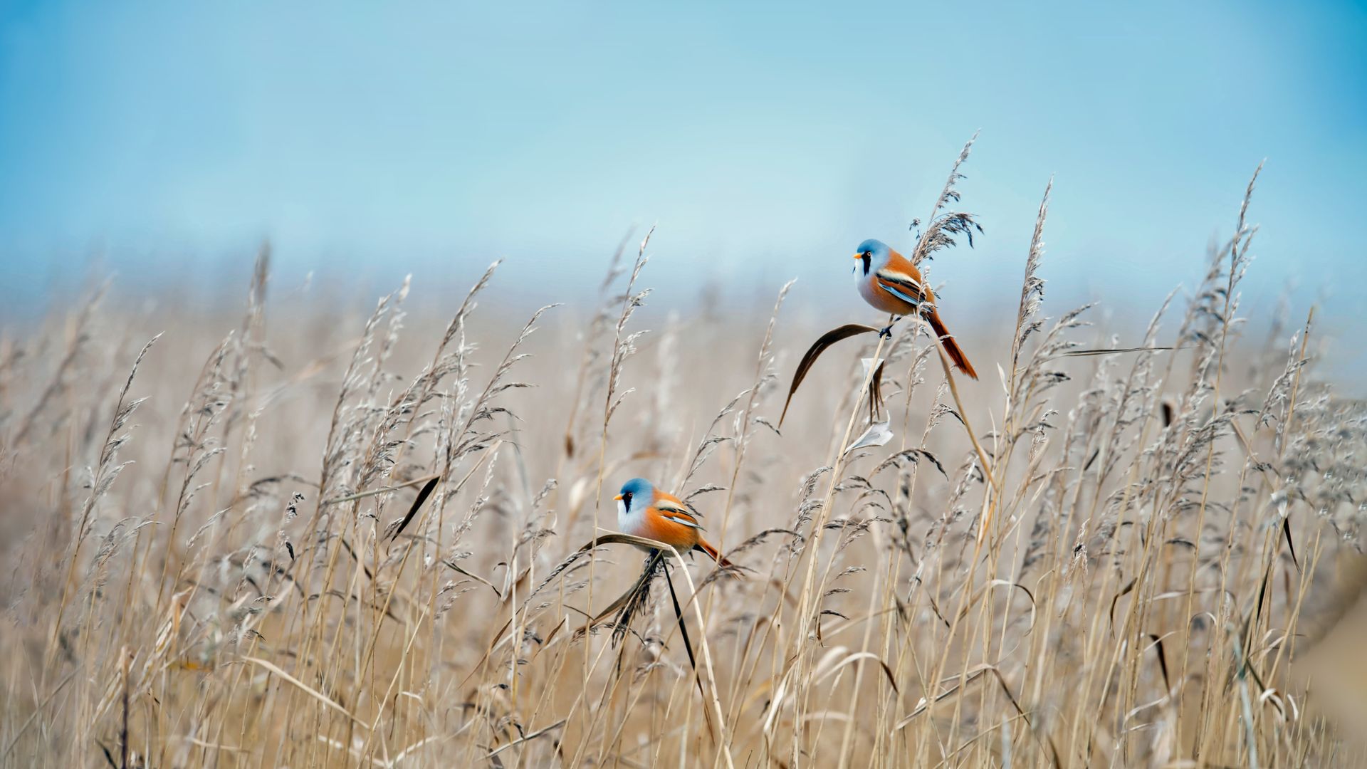 Bearded reedlings at a wetland in Flevoland, Netherlands