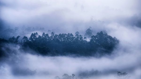 Mist surrounding a forest in Munnar, Kerala, India