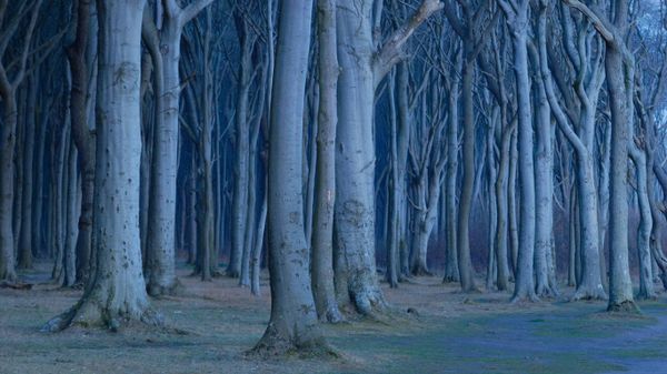 Coastal beech forest, Nienhagen, Germany