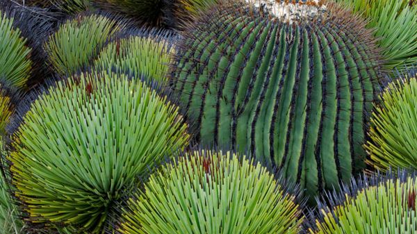 A giant barrel cactus and yucca plants in the Chihuahuan Desert, Mexico