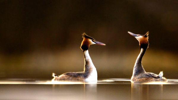 Pair of Great Crested Grebes (Podiceps cristatus) during their elaborate courtship dance