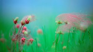 Prairie smoke blossoms (© Jim Brandenburg/Minden Pictures)(Bing United States)