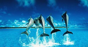 飞跃出水面的海豚 (© Paolo Curto/The Image Bank/Getty Images) &copy; (Bing China)
