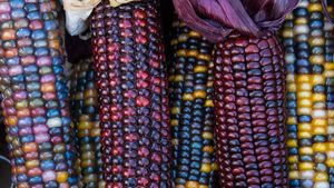 Close up image of colourful Indian corn kernels in Mississauga, ON (© Nancybelle Gonzaga Villarroya/Getty Images)(Bing Canada)