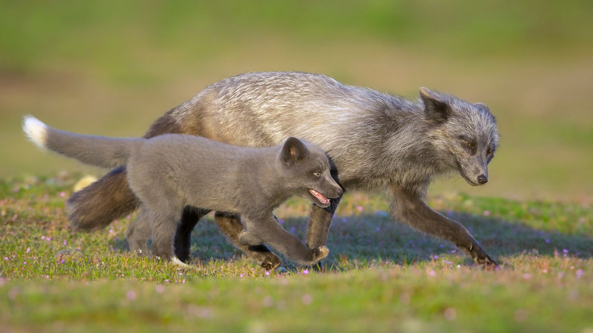 Red fox father and kit, Washington, USA