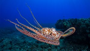 Pulpo diurno, Maui, Hawái, EE. UU. (© Dave Fleetham/plainpicture)(Bing España)