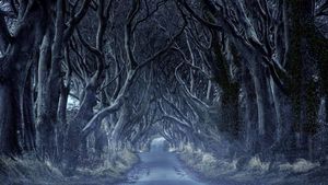 黑暗树篱，北爱尔兰安特里姆 (© VanderWolf Images/Shutterstock)(Bing China)