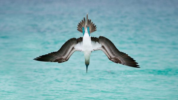 A blue-footed booby dives off San Cristóbal Island, Ecuador